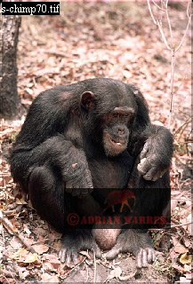 Chimpanzee, chimpanzee14.jpg 
217 x 320 compressed image 
(80,880 bytes)