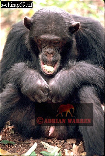 Chimpanzee, chimpanzee15.jpg 
216 x 320 compressed image 
(74,850 bytes)