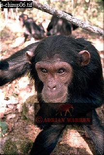Chimpanzee, chimpanzee16.jpg 
215 x 320 compressed image 
(77,271 bytes)