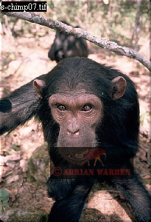 Chimpanzee, chimpanzee17.jpg 
217 x 320 compressed image 
(73,720 bytes)