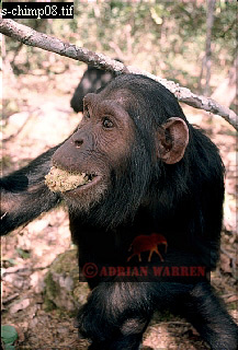 Chimpanzee, chimpanzee18.jpg 
217 x 320 compressed image 
(73,986 bytes)