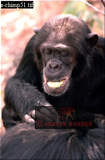 Chimpanzee, chimpanzee19.jpg 
211 x 320 compressed image 
(58,089 bytes)