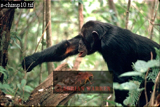 Chimpanzee, chimpanzee20.jpg 
320 x 215 compressed image 
(72,852 bytes)