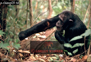 Chimpanzee, chimpanzee21.jpg 
320 x 218 compressed image 
(76,205 bytes)