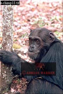 Chimpanzee, chimpanzee24.jpg 
216 x 320 compressed image 
(77,617 bytes)