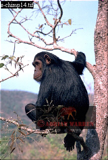 Chimpanzee, chimpanzee26.jpg 
216 x 320 compressed image 
(77,530 bytes)