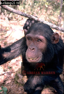 Chimpanzee, chimpanzee29.jpg 
217 x 320 compressed image 
(75,623 bytes)