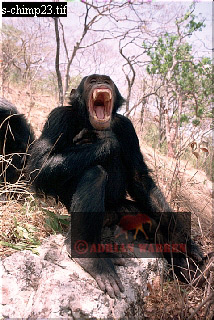 Chimpanzee, chimpanzee30.jpg 
214 x 320 compressed image 
(87,268 bytes)