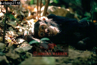 Chimpanzee, chimpanzee31.jpg 
320 x 215 compressed image 
(70,839 bytes)