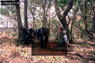 Chimpanzee, chimpanzee32.jpg 
320 x 213 compressed image 
(103,044 bytes)
