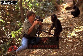Chimpanzee, chimpanzee33.jpg 
320 x 215 compressed image 
(91,701 bytes)