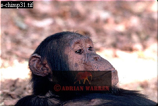 Chimpanzee, chimpanzee34.jpg 
320 x 216 compressed image 
(58,366 bytes)