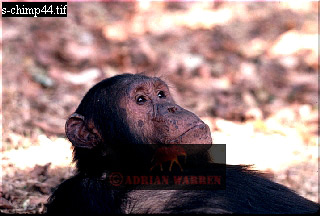 Chimpanzee, chimpanzee35.jpg 
320 x 216 compressed image 
(60,643 bytes)