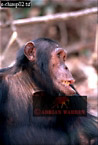 Chimpanzee (Pan Troglodytes), Preview of: 
chimpanzee01.jpg 
217 x 320 compressed image 
(63,490 bytes)
