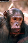 Chimpanzee (Pan Troglodytes), Preview of: 
chimpanzee02.jpg 
216 x 320 compressed image 
(65,155 bytes)
