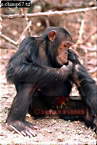 Chimpanzee (Pan Troglodytes), Preview of: 
chimpanzee03.jpg 
215 x 320 compressed image 
(80,278 bytes)