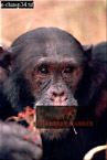 Chimpanzee (Pan Troglodytes), Preview of: 
chimpanzee04.jpg 
216 x 320 compressed image 
(64,867 bytes)