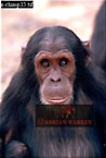 Chimpanzee (Pan Troglodytes), Preview of: 
chimpanzee05.jpg 
217 x 320 compressed image 
(61,784 bytes)