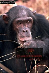 Chimpanzee (Pan Troglodytes), Preview of: 
chimpanzee06.jpg 
218 x 320 compressed image 
(70,676 bytes)