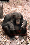 Chimpanzee (Pan Troglodytes), Preview of: 
chimpanzee14.jpg 
217 x 320 compressed image 
(80,880 bytes)