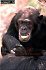 Chimpanzee : Preview of: 
chimpanzee19.jpg 
211 x 320 compressed image 
(58,089 bytes)