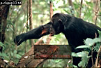 Chimpanzee : Preview of: 
chimpanzee20.jpg 
320 x 215 compressed image 
(72,852 bytes)
