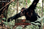 Chimpanzee : Preview of: 
chimpanzee22.jpg 
320 x 217 compressed image 
(77,301 bytes)