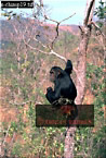 Chimpanzee (Pan Troglodytes), Preview of: 
chimpanzee25.jpg 
217 x 320 compressed image 
(91,156 bytes)