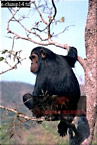 Chimpanzee (Pan Troglodytes), Preview of: 
chimpanzee26.jpg 
216 x 320 compressed image 
(77,530 bytes)