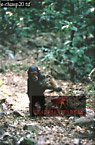 Chimpanzee (Pan Troglodytes), Preview of: 
chimpanzee28.jpg 
211 x 320 compressed image 
(80,824 bytes)