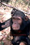 Chimpanzee (Pan Troglodytes), Preview of: 
chimpanzee29.jpg 
217 x 320 compressed image 
(75,623 bytes)