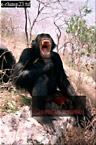 Chimpanzee (Pan Troglodytes), Preview of: 
chimpanzee30.jpg 
214 x 320 compressed image 
(87,268 bytes)