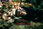 Chimpanzee (Pan Troglodytes), Preview of: 
chimpanzee31.jpg 
320 x 215 compressed image 
(70,839 bytes)