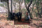Chimpanzee (Pan Troglodytes), Preview of: 
chimpanzee32.jpg 
320 x 213 compressed image 
(103,044 bytes)