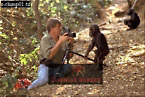 Chimpanzee (Pan Troglodytes), Preview of: 
chimpanzee33.jpg 
320 x 215 compressed image 
(91,701 bytes)