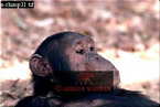 Chimpanzee (Pan Troglodytes), Preview of: 
chimpanzee34.jpg 
320 x 216 compressed image 
(58,366 bytes)