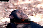 Chimpanzee (Pan Troglodytes), Preview of: 
chimpanzee35.jpg 
320 x 216 compressed image 
(60,643 bytes)