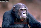 Chimpanzee (Pan Troglodytes), Preview of: 
chimpanzee36.jpg 
320 x 217 compressed image 
(60,980 bytes)