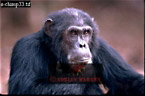 Chimpanzee (Pan Troglodytes), Preview of: 
chimpanzee37.jpg 
320 x 214 compressed image 
(60,299 bytes)