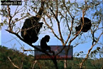 Chimpanzee (Pan Troglodytes), Preview of: 
chimpanzee38.jpg 
320 x 215 compressed image 
(102,059 bytes)