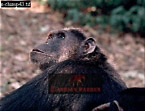 Chimpanzee (Pan Troglodytes), Preview of: 
chimpanzee40.jpg 
320 x 247 compressed image 
(83,961 bytes)
