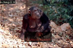 Chimpanzee (Pan Troglodytes), Preview of: 
chimpanzee41.jpg 
320 x 214 compressed image 
(76,137 bytes)