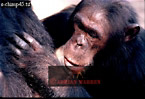 Chimpanzee (Pan Troglodytes), Preview of: 
chimpanzee42.jpg 
320 x 219 compressed image 
(72,237 bytes)