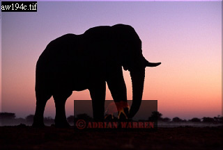Elephant, ellie01.jpg 
320 x 216 compressed image 
(37,242 bytes)