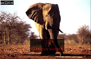 Elephant, ellie03.jpg 
320 x 209 compressed image 
(65,781 bytes)