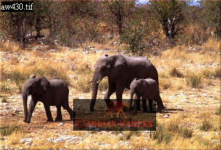 Elephant, ellie04.jpg 
320 x 218 compressed image 
(87,277 bytes)