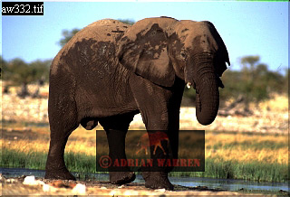 Elephant, ellie05.jpg 
320 x 218 compressed image 
(69,314 bytes)