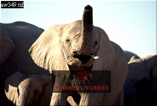 Elephant, ellie06.jpg 
320 x 217 compressed image 
(52,203 bytes)