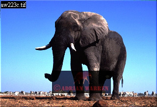 Elephant, ellie08.jpg 
320 x 218 compressed image 
(61,295 bytes)