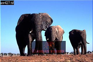 Elephant, ellie09.jpg 
320 x 215 compressed image 
(62,888 bytes)